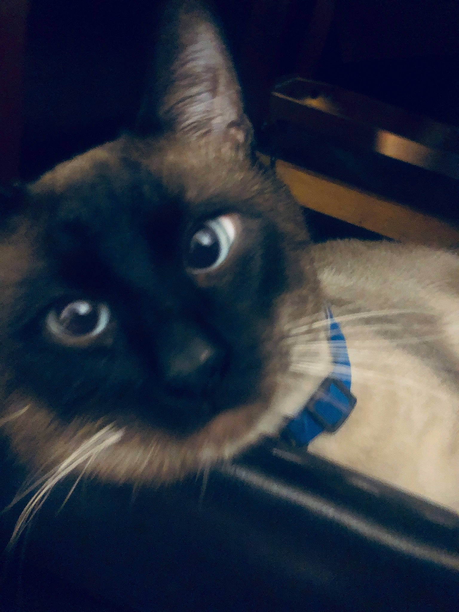 Bogart joined the competition — help win amazing prizes! black_cat, carnivore, cat, domestic_short_haired_cat, ear, electric_blue, felidae, fur, siamese, sky, small_to_medium_sized_cats, snout, tail, terrestrial_animal, whiskers