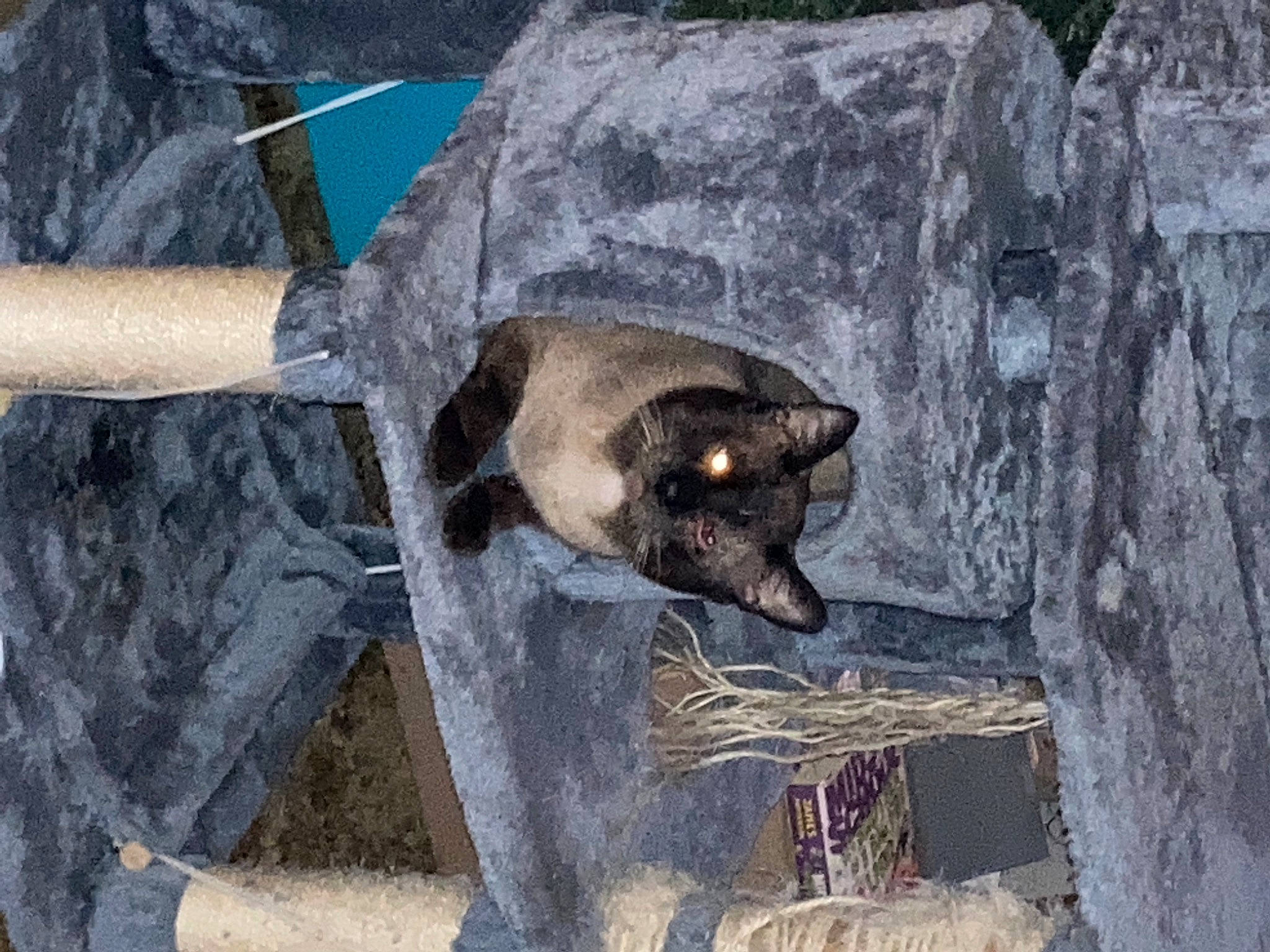 Kush-cakes joined the competition — help win amazing prizes! art, axe, bat, bear, bedrock, big_brown_bat, bone, carnivore, common_pipistrelle, fur, natural_material, rock, snout, terrestrial_animal, tomahawk, tool, trunk, wildlife, wood, working_animal