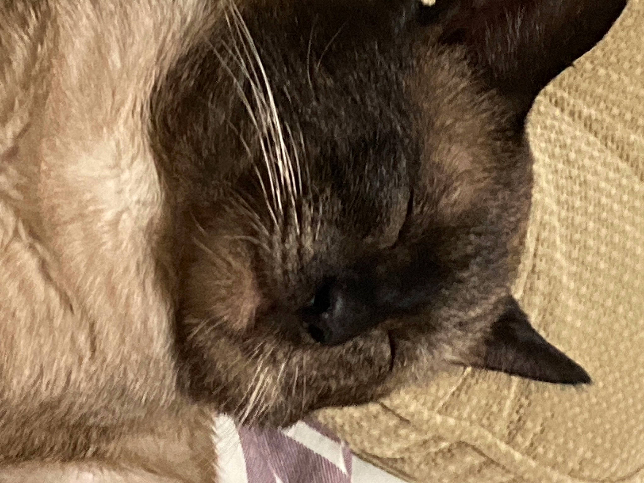 Kush-cakes is registered to the contest to win money with this photo: black_cat, carnivore, cat, claw, close_up, comfort, dog_breed, domestic_short_haired_cat, ear, eye, felidae, fur, grey, nap, paw, small_to_medium_sized_cats, snout, terrestrial_animal, whiskers