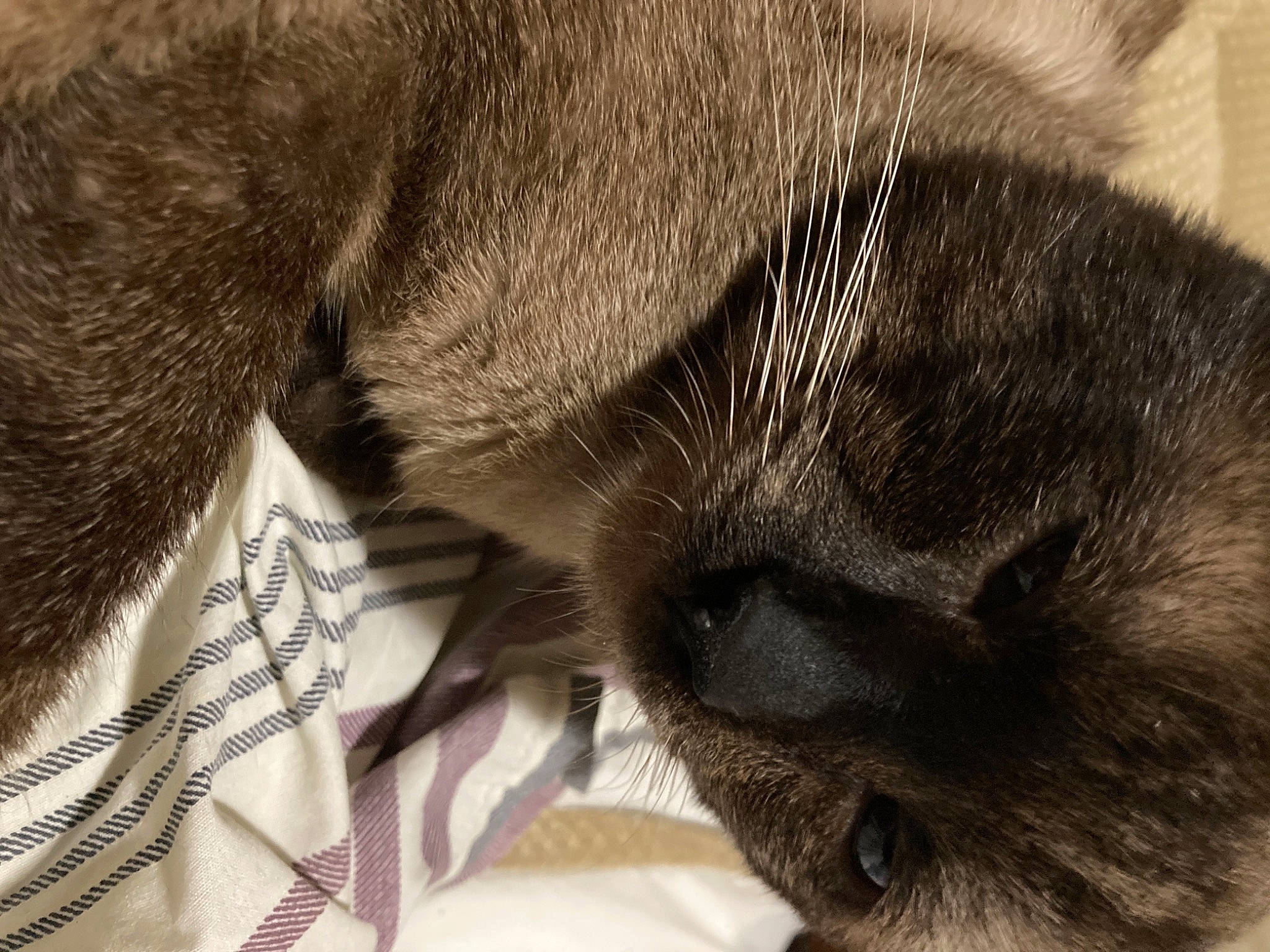 Kush-cakes joined the competition — help win amazing prizes! black_cat, carnivore, cat, claw, close_up, comfort, dog_breed, domestic_short_haired_cat, ear, fawn, felidae, fur, grey, nap, paw, small_to_medium_sized_cats, snout, tail, terrestrial_animal, whiskers