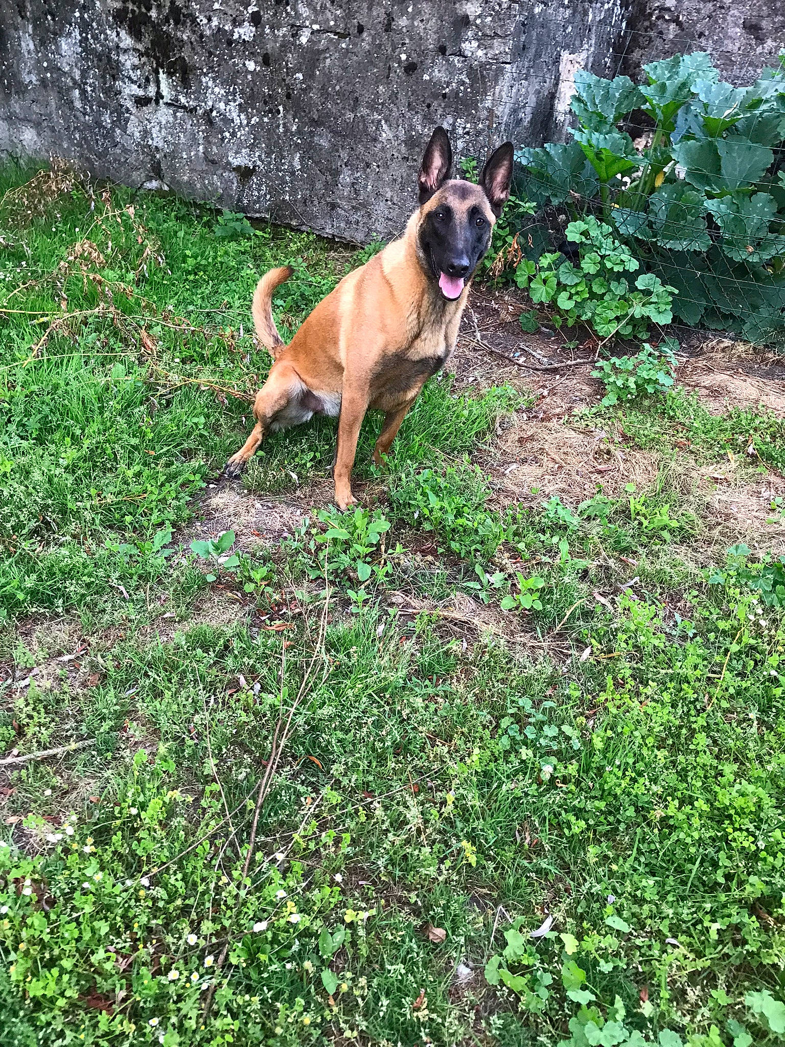 Pizza a rejoint le concours — aidez-le/la à gagner de superbes lots ! boston_terrier, carnivore, collar, companion_dog, dog, dog_breed, dog_collar, dog_supply, fawn, grass, groundcover, guard_dog, lawn, plant, shrub, tail, terrestrial_animal, tree, working_animal, working_dog