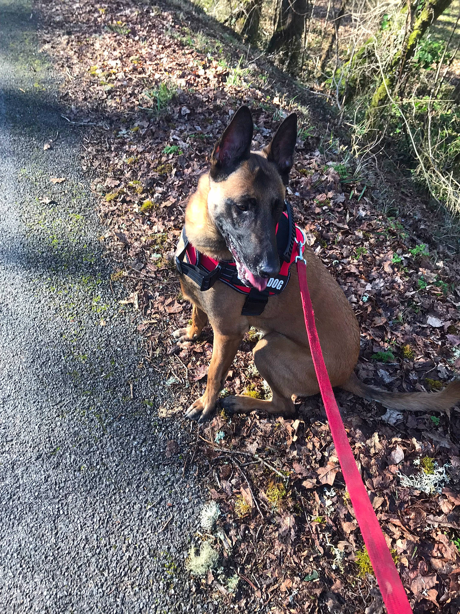 Pizza participe au concours pour gagner de l'argent avec cette photo : canidae, carnivore, collar, companion_dog, dog, dog_breed, dog_collar, dog_supply, fawn, grass, leash, pet_supply, plant, road_surface, snout, sporting_group, tail, tints_and_shades, tree, working_animal