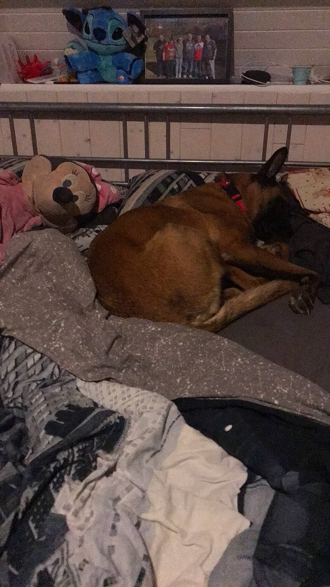 Pizza a rejoint le concours — aidez-le/la à gagner de superbes lots ! bench, canidae, carnivore, comfort, companion_dog, dog, dog_breed, fawn, felidae, flooring, fur, grey, liver, nap, room, snout, sporting_group, tail, wood, working_animal