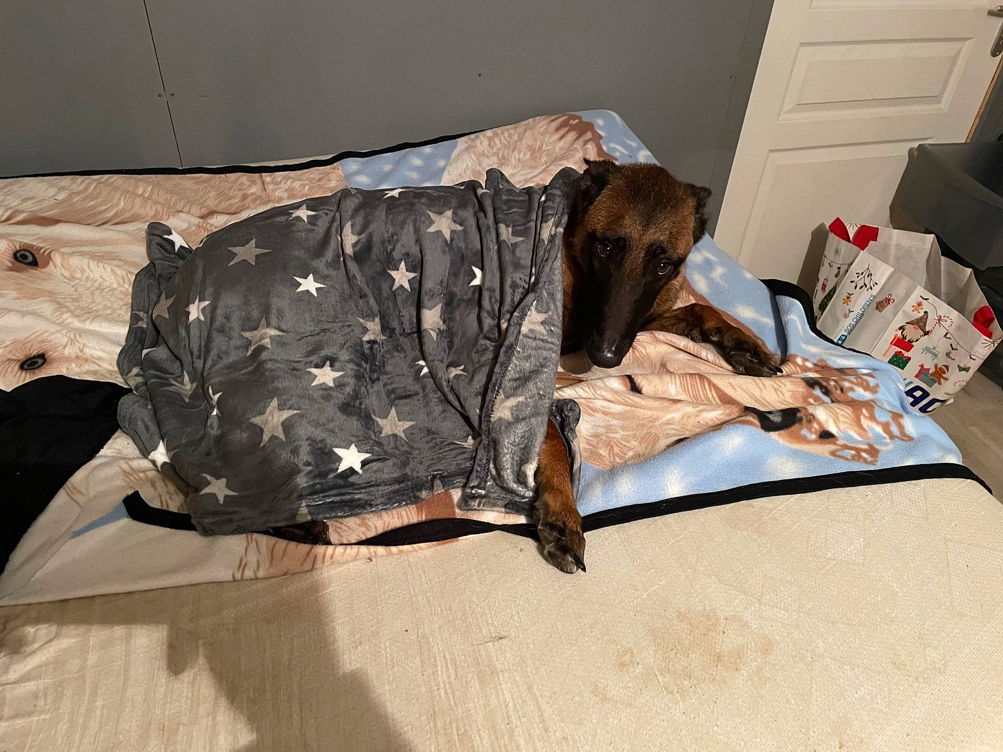 Pizza participe au concours pour gagner de l'argent avec cette photo : bag, carnivore, comfort, companion_dog, dog, dog_breed, dog_supply, door, fawn, flooring, guard_dog, linens, military_camouflage, paper_product, room, sporting_group, working_animal