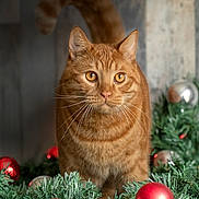Thor participe au concours pour gagner de l'argent avec cette photo : amber_eyes, animal, cat, christmas, festive, fluffy_tail, front_facing, garland, ginger_cat, greenery, holiday, indoor, orange_tabby, ornaments, pet, photography, portrait, red_baubles, sitting, whiskers