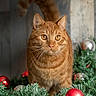 amber_eyes, animal, cat, christmas, festive, fluffy_tail, front_facing, garland, ginger_cat, greenery, holiday, indoor, orange_tabby, ornaments, pet, photography, portrait, red_baubles, sitting, whiskers