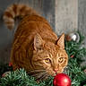 amber_eyes, cat, christmas, crouching, decorations, ears, evergreen, feline, festive, garland, ginger_cat, holiday, indoor, orange_cat, ornament, pet, photography, portrait, red_ornament, whiskers