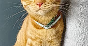 Thor participe au concours pour gagner de l'argent avec cette photo : abyssinian, accessories, animal, cat, egyptiancat, kitten, manx, pet, strap