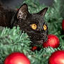 black_cat, cat, christmas_ornaments, pine_branches, holiday, festive, animal, pet, close_up, golden_eyes, greenery, red_balls, nature, curious, feline, indoor, decorations, winter, seasonal, background_blur