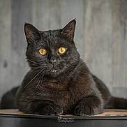 Loki a rejoint le concours — aidez-le/la à gagner de superbes lots ! black_cat, cat, pet, animal, feline, golden_eyes, whiskers, fur, portrait, indoor, relaxed, looking_away, close_up, face, ears, paws, wooden_background, soft_light, domestic_cat, mammal