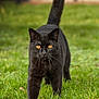 Loki a rejoint le concours — aidez-le/la à gagner de superbes lots ! black_cat, cat, animal, pet, outdoor, grass, greenery, fur, whiskers, tail, walking, amber_eyes, mammal, nature, focused, portrait, cute, alert, domestic_cat, feline