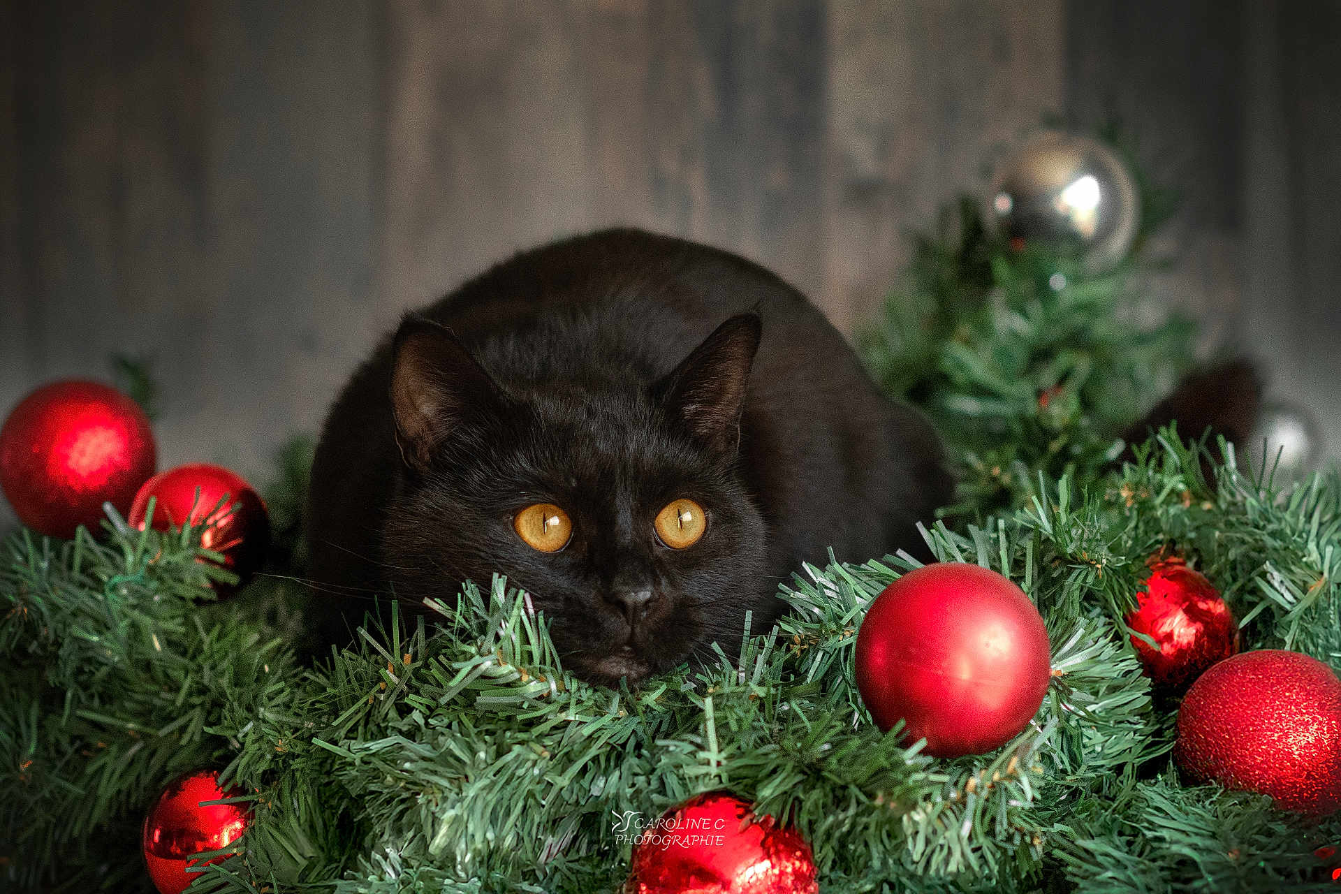 Loki participe au concours pour gagner de l'argent avec cette photo : black_cat, cat, animal, christmas, holiday, pine_branches, red_ornaments, decorations, festive, closeup, pet, feline, indoor, cute, eyes, christmas_decor, nature, greenery, holiday_season, fur