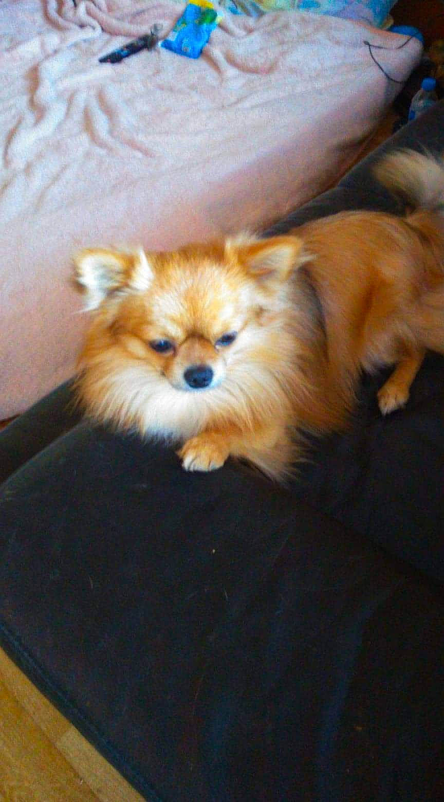 Niglo participe au concours pour gagner de l'argent avec cette photo : canidae, carnivore, companion_dog, dog, dog_breed, fawn, german_spitz, german_spitz_klein, german_spitz_mittel, mammal, non_sporting_group, pomeranian, puppy, snout, spitz, toy_dog, vertebrate, volpino_italiano, whiskers