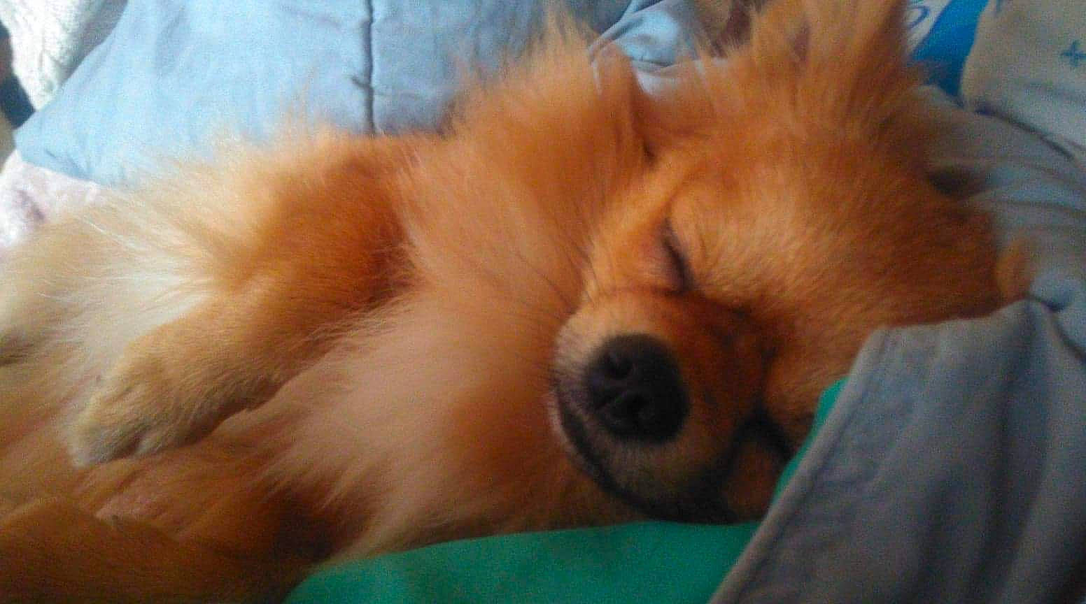 Niglo participe au concours pour gagner de l'argent avec cette photo : canidae, carnivore, companion_dog, dog, dog_breed, finnish_spitz, german_spitz, german_spitz_klein, german_spitz_mittel, mammal, nap, non_sporting_group, pomeranian, puppy, snout, spitz, sporting_group, toy_dog, vertebrate, volpino_italiano