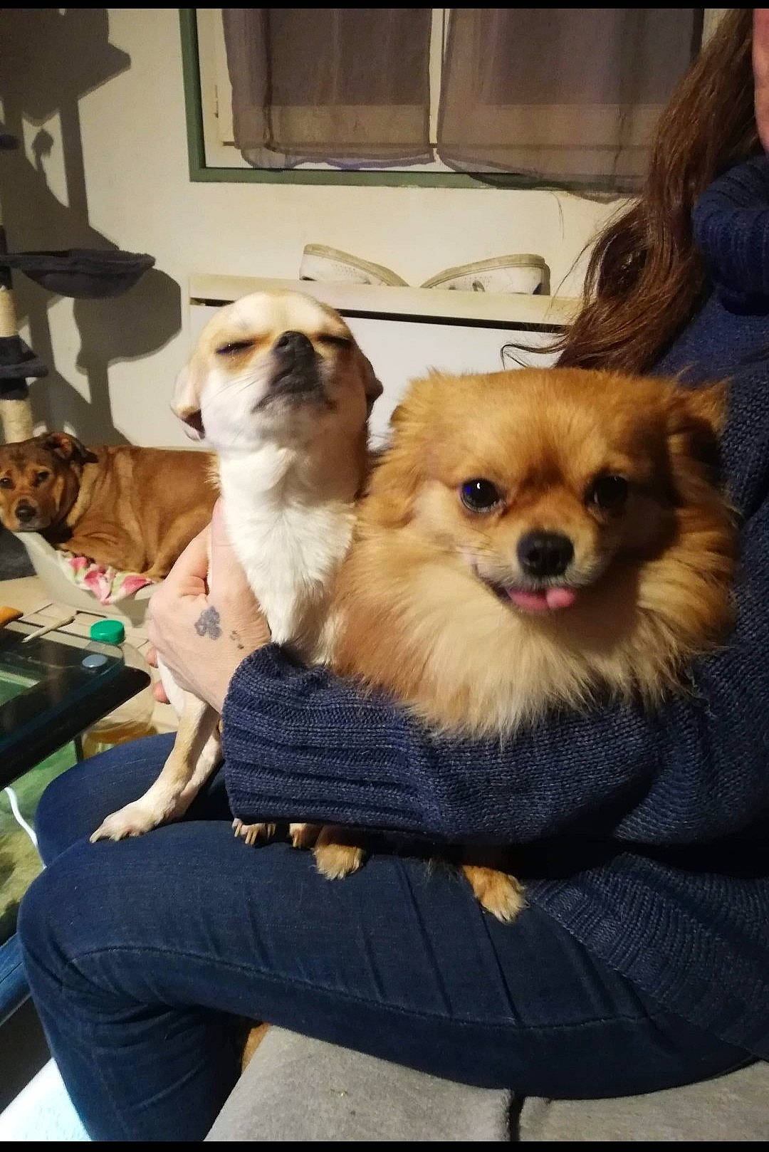 Niglo participe au concours pour gagner de l'argent avec cette photo : canidae, carnivore, companion_dog, dog, dog_breed, fawn, german_spitz, german_spitz_klein, german_spitz_mittel, mammal, non_sporting_group, pomeranian, puppy, puppy_love, spitz, tibetan_spaniel, toy_dog, vertebrate