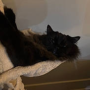 Sushi joined the competition — help win amazing prizes! cat, black_cat, fluffy, pet, animal, indoor, cozy, hammock, relaxed, sleepy, feline, fur, resting, cute, whiskers, ears, home, soft, comfort, domestic