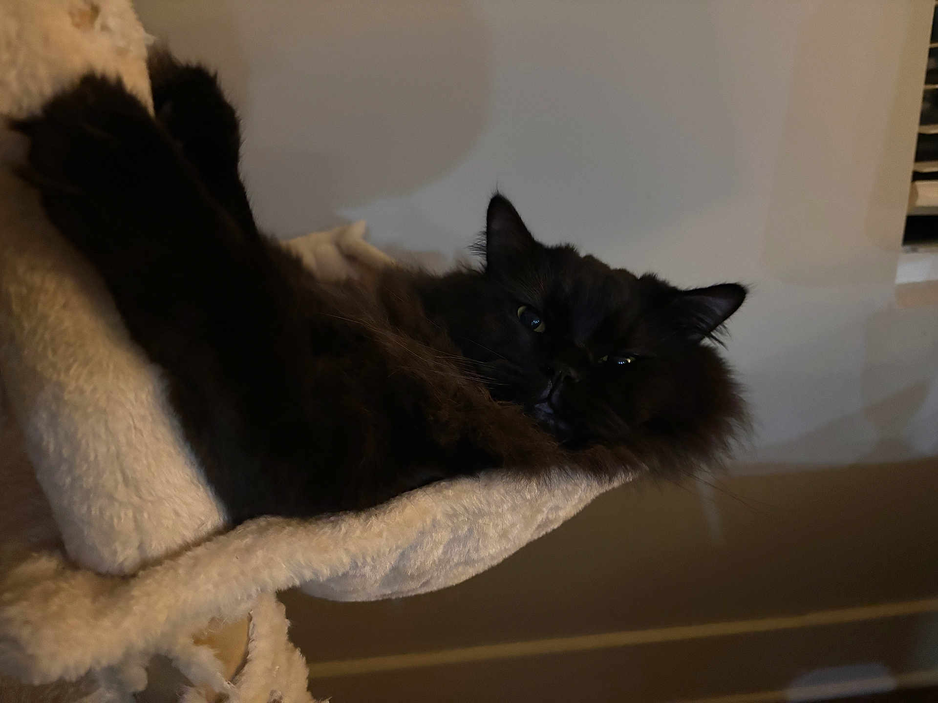 Sushi joined the competition — help win amazing prizes! cat, black_cat, fluffy, pet, animal, indoor, cozy, hammock, relaxed, sleepy, feline, fur, resting, cute, whiskers, ears, home, soft, comfort, domestic