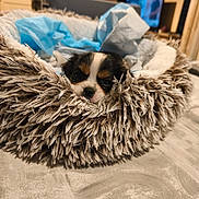 Adèle a rejoint le concours — aidez-le/la à gagner de superbes lots ! puppy, dog, pet_bed, fluffy, cute, indoor, cozy, blanket, fur, animal, young_dog, home, floor, soft, resting, adorable, small_dog, portrait, comfort, domestic