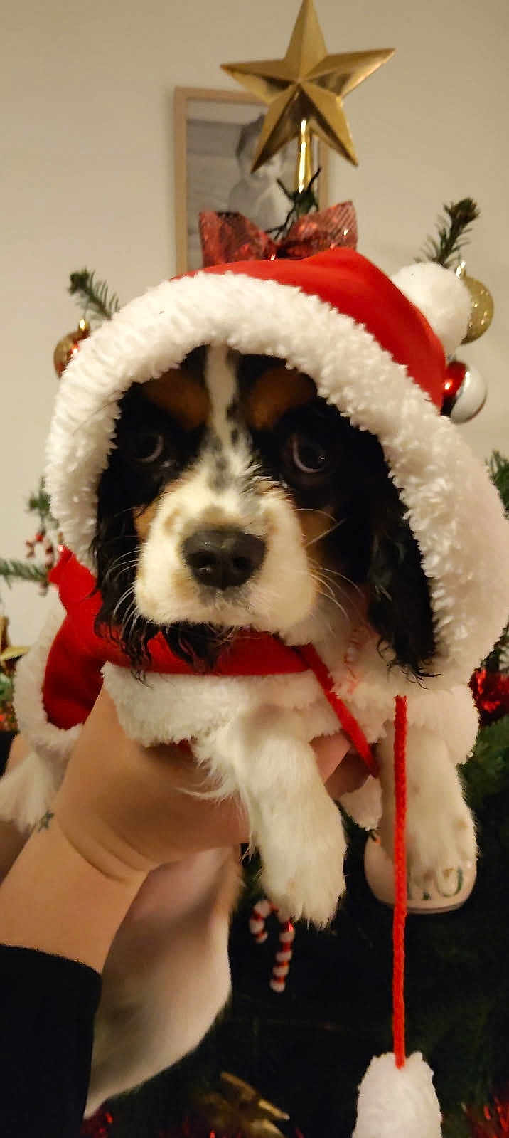 Adèle participe au concours pour gagner de l'argent avec cette photo : dog, puppy, christmas, holiday, santa_hat, festive, red_clothing, white_fur_trim, hand, christmas_tree, ornaments, star, indoor, cute, pet, animal, costume, holiday_decor, celebration, winter