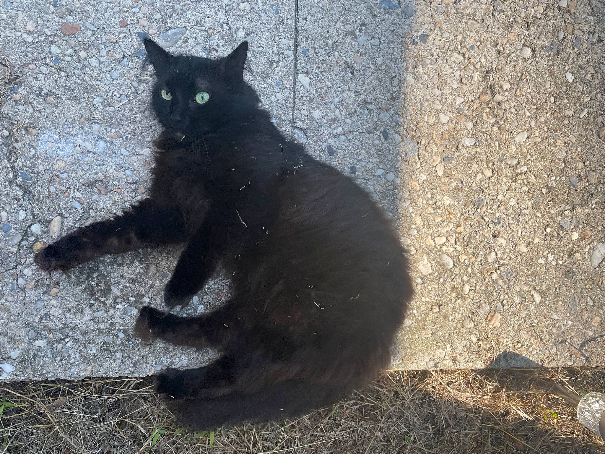 King is registered to the contest to win money with this photo: asphalt, black_cat, bombay, carnivore, cat, domestic_short_haired_cat, eye, felidae, fur, grass, road_surface, shadow, sitting, small_to_medium_sized_cats, snout, soil, tail, terrestrial_animal, tints_and_shades, whiskers