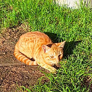 Ruby a rejoint le concours — aidez-le/la à gagner de superbes lots ! animal, cat, crouching, daylight, domestic_cat, ears, eyes, feline, garden, grass, greenery, nature, orange_cat, outdoor, pet, plant_pot, soil, sunlight, tabby, whiskers