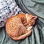 Ruby a rejoint le concours — aidez-le/la à gagner de superbes lots ! animal, blanket, cat, cozy, curled_up, cute, domestic_cat, floral_pillow, fur, green_blanket, indoor, nap, orange_tabby, pet, pillow, relaxation, resting, sleeping, soft_texture, whiskers