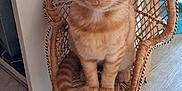 Ruby a rejoint le concours — aidez-le/la à gagner de superbes lots ! animal, cat, chair, curious, cute, domestic, ears, feline, floor, indoor, kitten, looking, natural_light, orange_tabby, pet, sitting, small, tail, wicker, wood