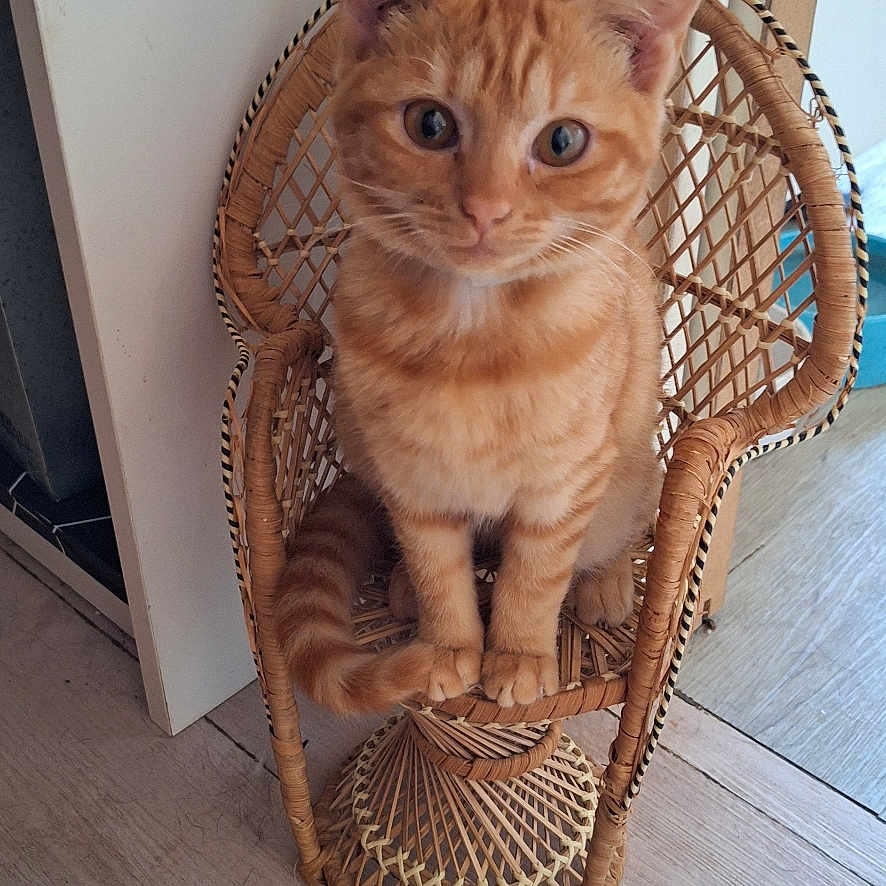 Ruby a rejoint le concours — aidez-le/la à gagner de superbes lots ! animal, cat, chair, curious, cute, domestic, ears, feline, floor, indoor, kitten, looking, natural_light, orange_tabby, pet, sitting, small, tail, wicker, wood