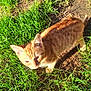 Ruby participe au concours pour gagner de l'argent avec cette photo : animal, cat, curious, daylight, dirt, ears, fur, ginger_cat, grass, greenery, ground, kitten, nature, orange_cat, outdoor, pet, small, sunlight, whiskers, young_cat