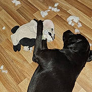 Skipy participe au concours pour gagner de l'argent avec cette photo : dog, black_dog, plush_toy, stuffing, floor, wooden_floor, indoor, pet, chewed_toy, playful, animal, mess, toy_destruction, lying_down, fur, home, canine, cute, domestic, pet_toy