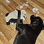 dog, black_dog, plush_toy, stuffing, floor, wooden_floor, indoor, pet, chewed_toy, playful, animal, mess, toy_destruction, lying_down, fur, home, canine, cute, domestic, pet_toy