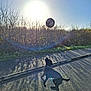 Skipy participe au concours pour gagner de l'argent avec cette photo : dog, black_dog, soccer_ball, jumping, sunlight, shadow, outdoor, street, sidewalk, bare_bushes, daytime, playful, sport, pet, animal, collar, chain, nature, blue_sky, lens_flare