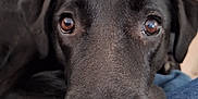Skipy participe au concours pour gagner de l'argent avec cette photo : dog, black_dog, close_up, pet, animal, face, nose, eyes, fur, resting, indoor, canine, portrait, looking, snout, muzzle, domestic_animal, cute, companion, friend