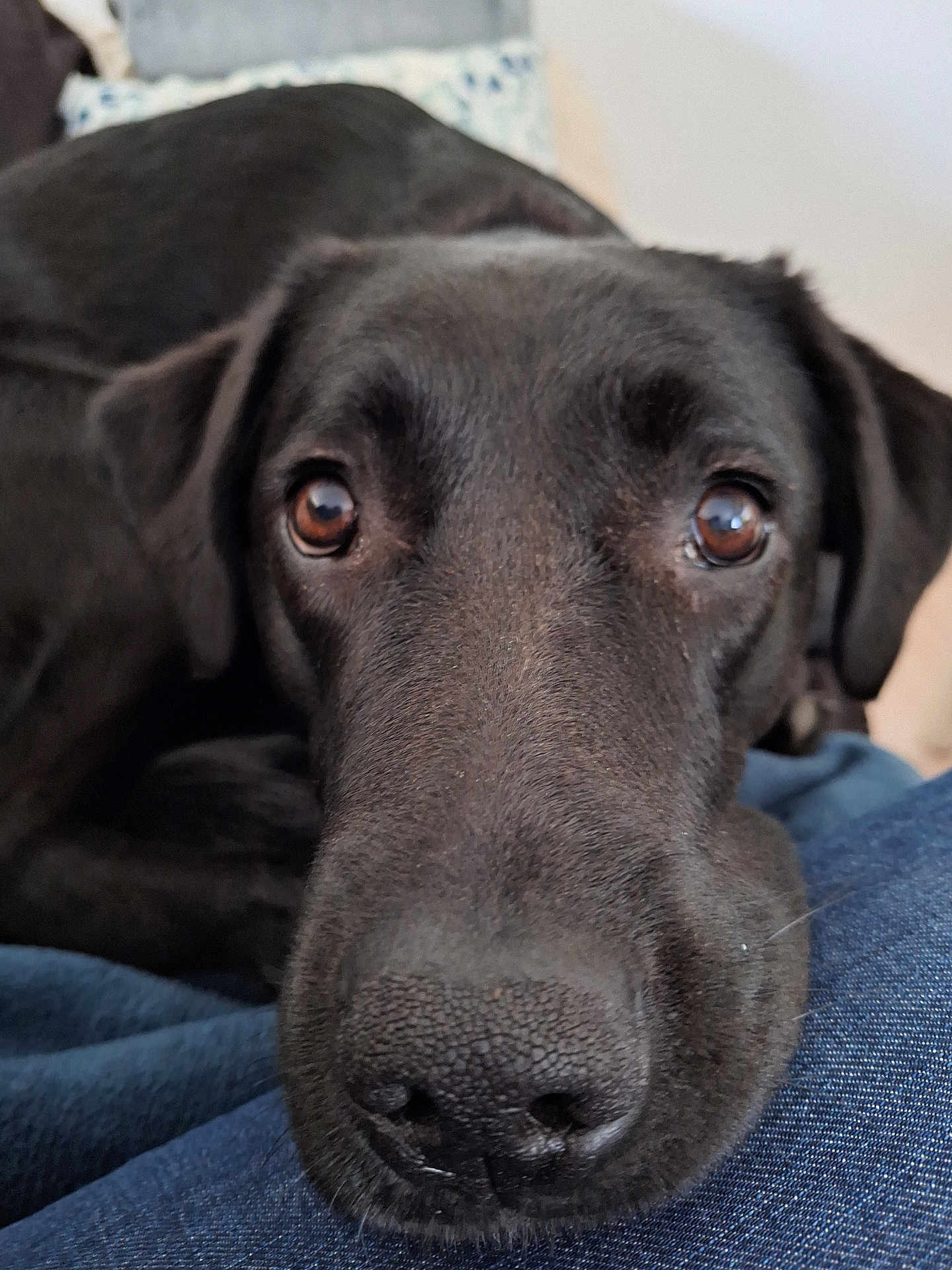Skipy participe au concours pour gagner de l'argent avec cette photo : dog, black_dog, close_up, pet, animal, face, nose, eyes, fur, resting, indoor, canine, portrait, looking, snout, muzzle, domestic_animal, cute, companion, friend