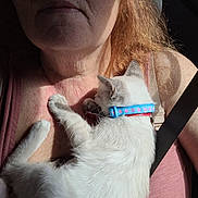 S'Mores is registered to the contest to win money with this photo: animal, blue_collar, car_interior, cat, close_up, collar, comfort, fur, human, indoor, person, pet, pink_tank_top, portrait, resting, seatbelt, snuggling, sunglasses, sunlight, white_cat