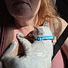 animal, blue_collar, car_interior, cat, close_up, collar, comfort, fur, human, indoor, person, pet, pink_tank_top, portrait, resting, seatbelt, snuggling, sunglasses, sunlight, white_cat