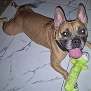 Zoe joined the competition — help win amazing prizes! animal, brown_dog, canine, collar, companion, dog, ears_up, floor_tiles, front_paws, fun, happy, household, indoor, looking_up, marble_floor, pet, playful, plush_toy, tongue_out, toy
