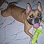 animal, brown_dog, canine, collar, companion, dog, ears_up, floor_tiles, front_paws, fun, happy, household, indoor, looking_up, marble_floor, pet, playful, plush_toy, tongue_out, toy
