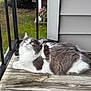 Stevie is registered to the contest to win money with this photo: cat, fluffy, gray_and_white, porch, wood, outdoor, grass, bush, flowers, yellow_eyes, curious, feline, pet, relaxed, daylight, garden, railing, house, animal, nature