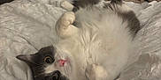 Stevie joined the competition — help win amazing prizes! cat, bed, blanket, fur, white, gray, pink_nose, indoor, feline, cute, pet, cozy, sleeping_area, resting, domestic_animal, whiskers, paw, bedroom, furniture, relaxed