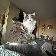 Stevie is registered to the contest to win money with this photo: cat, fluffy, gray, white, pet, indoor, living_room, blanket, furniture, plant, television, carpet, toy, basket, mirror, decor, cozy, fur, animal, portrait