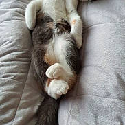 Quinoa participe au concours pour gagner de l'argent avec cette photo : cat, sleeping, relaxed, feline, pet, animal, fur, whiskers, tail, paws, cozy, blanket, resting, cute, domestic, mammal, indoor, soft, calm, comfortable