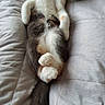 cat, sleeping, relaxed, feline, pet, animal, fur, whiskers, tail, paws, cozy, blanket, resting, cute, domestic, mammal, indoor, soft, calm, comfortable