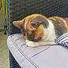 cat, calico_cat, sleeping, paws, cushion, chair, wicker, indoor, striped_pillow, resting, pet, feline, cute, cozy, fur, animal, relaxation, home, domestic, quiet