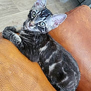 Avril a rejoint le concours — aidez-le/la à gagner de superbes lots ! kitten, cat, tabby, pet, animal, green_eyes, fur, whiskers, leather_chair, indoor, cute, young, relaxed, feline, resting, curious, close_up, domestic_cat, striped, paw