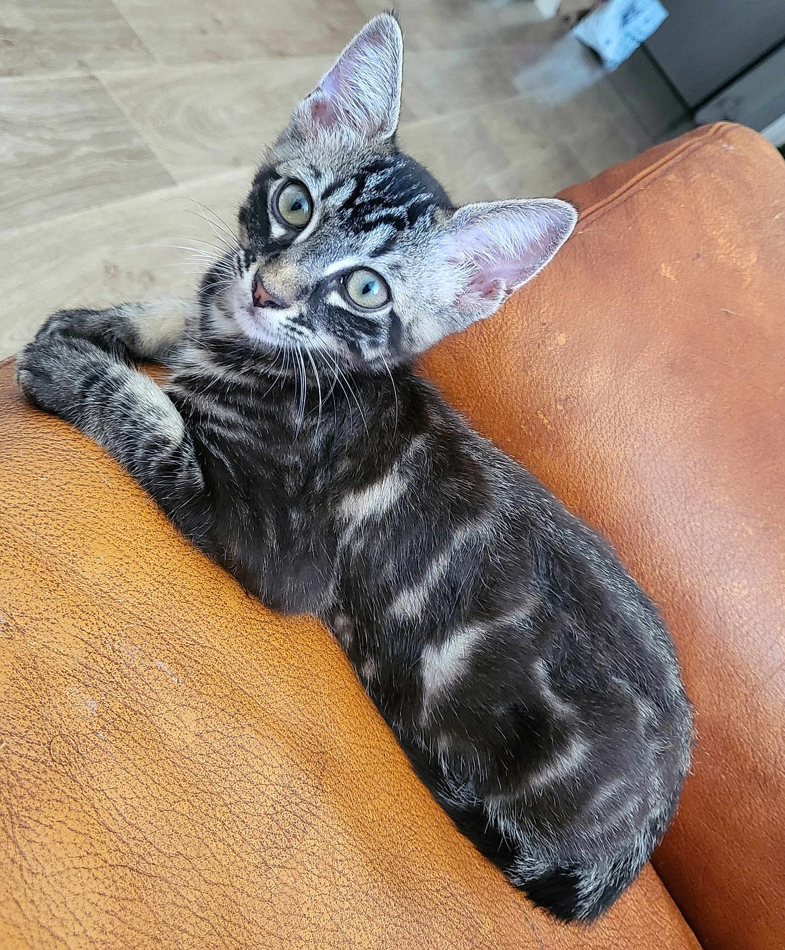 Avril a rejoint le concours — aidez-le/la à gagner de superbes lots ! kitten, cat, tabby, pet, animal, green_eyes, fur, whiskers, leather_chair, indoor, cute, young, relaxed, feline, resting, curious, close_up, domestic_cat, striped, paw