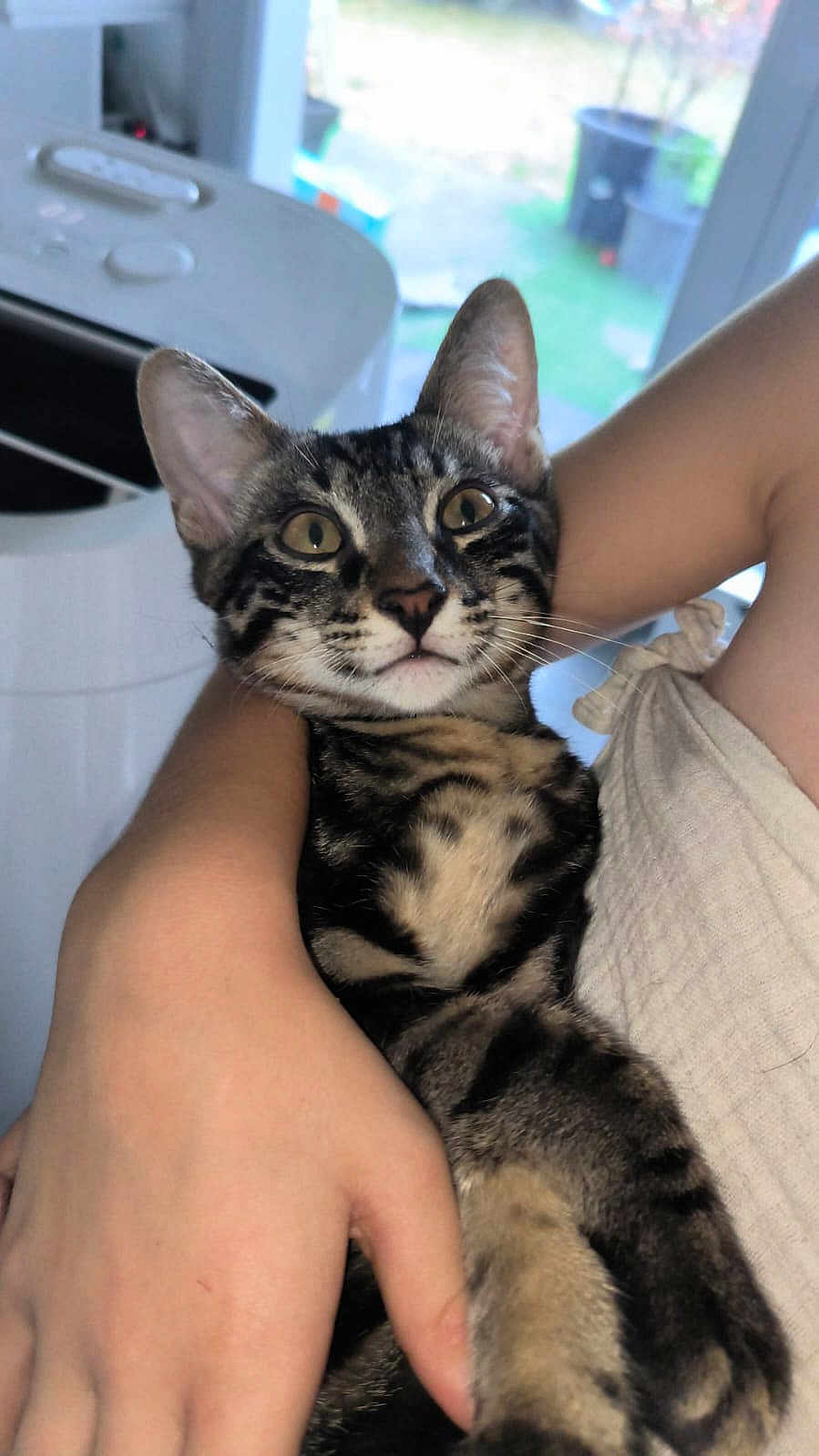 Arlequin a rejoint le concours — aidez-le/la à gagner de superbes lots ! cat, tabby, pet, animal, indoor, person, hand, fur, ears, eyes, whiskers, curious, comfort, holding, home, window, blurred_background, domestic, young_cat, alert