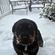Porscha is registered to the contest to win money with this photo: black_coat, chair, close_up, collar, cute, deck, dog, muzzle, outdoor, pet, porch, portrait, puppy, rottweiler, snow, snowflakes, snowy_paws, tag, whiskers, winter
