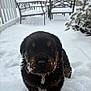 black_coat, chair, close_up, collar, cute, deck, dog, muzzle, outdoor, pet, porch, portrait, puppy, rottweiler, snow, snowflakes, snowy_paws, tag, whiskers, winter