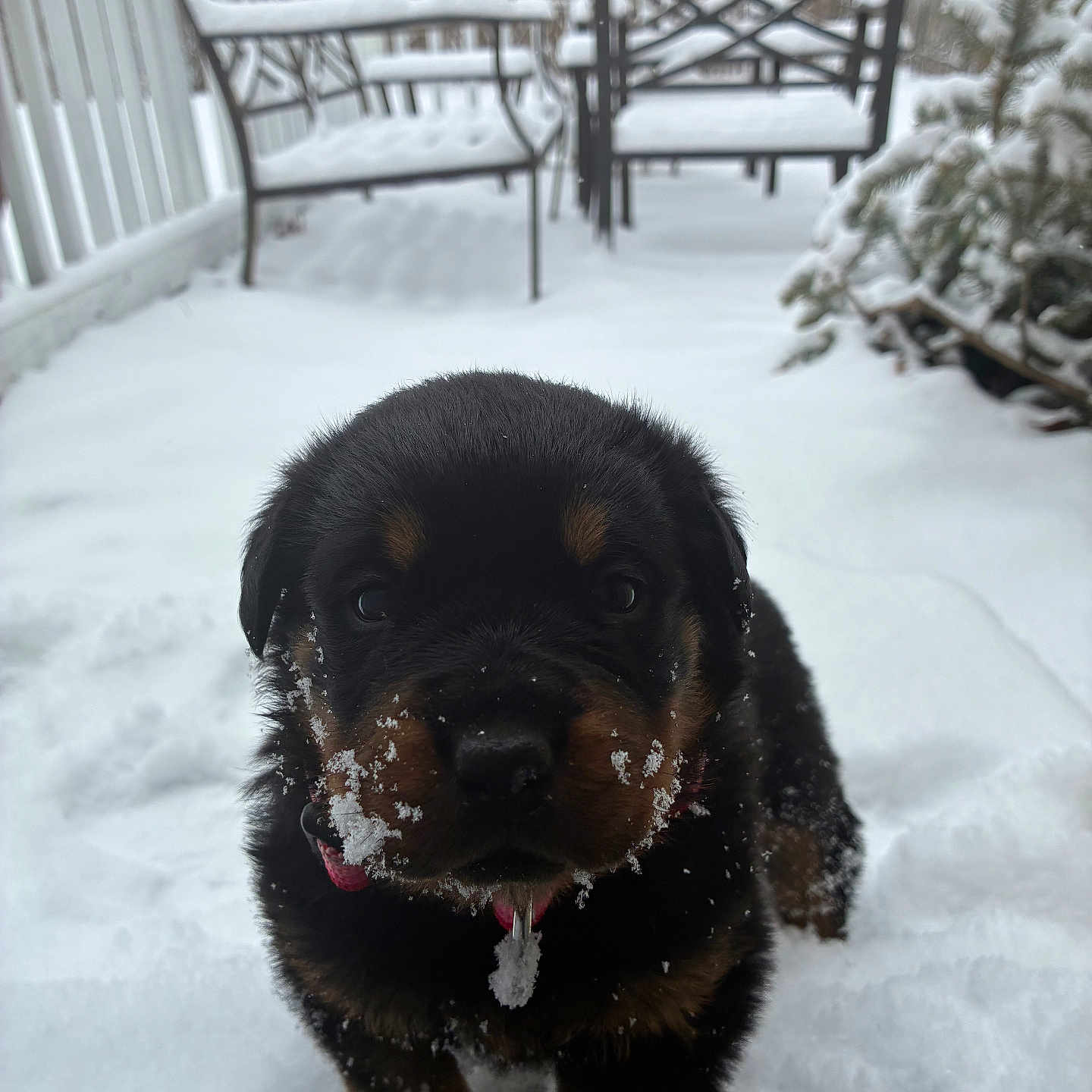 Porscha